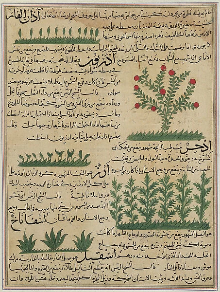 Ms E-7 fol. 142b Botanical plants, illustration from The Wonders of the Creation
