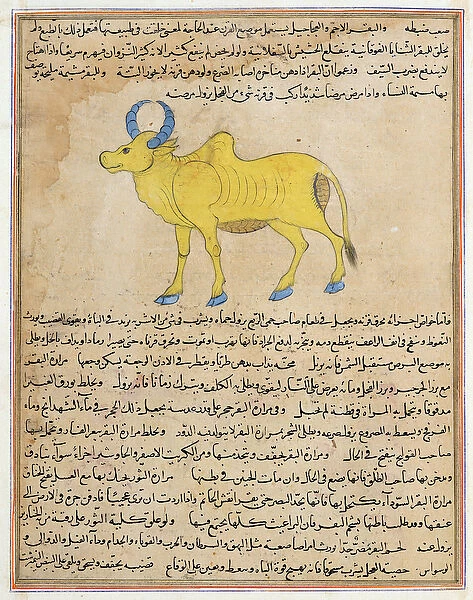 Ms E-7 fol. 181b Zebu, illustration from The Wonders of the Creation and the