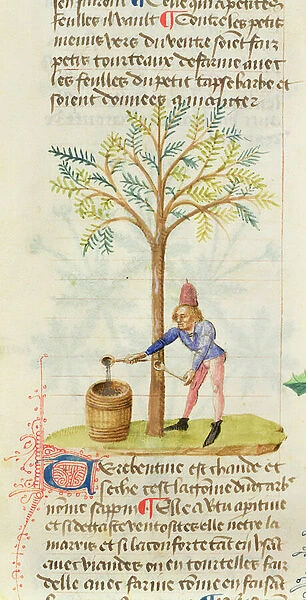 Ms Est 28 M. 5. 9 fol. 165r Collecting Turpentine, from Grand Herbier