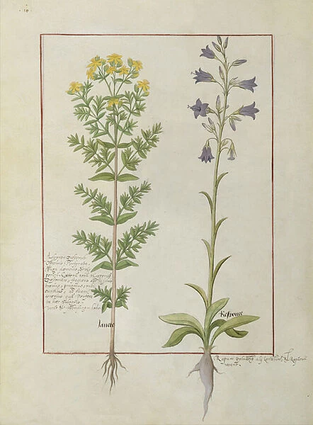 Ms Fr. Fv VI #1 fol. 116v Two flowering plants from The Book of Simple Medicines