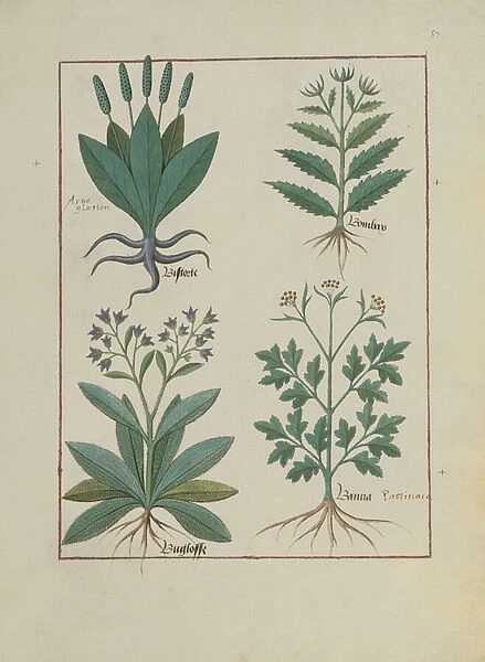 Ms Fr. Fv VI #1 fol. 140r Illustration from the Book of Simple Medicines