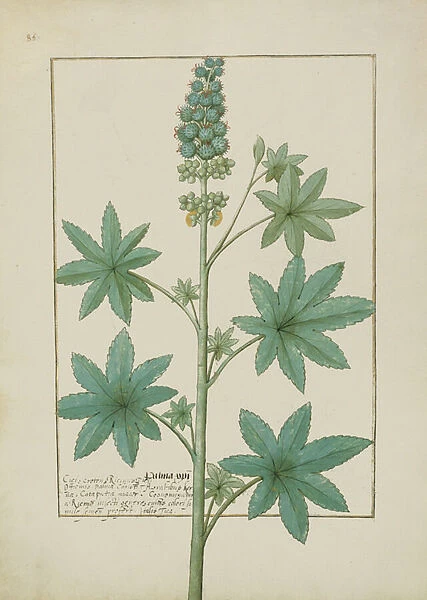 Ms Fr. Fv VI #1 fol. 154v Illustration from the Book of Simple Medicines