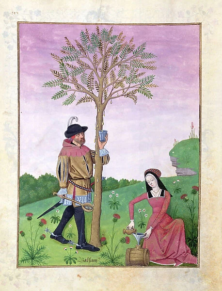 Ms Fr. Fv VI #1 fol. 162v Drawing sap from a tree, Illustration from the