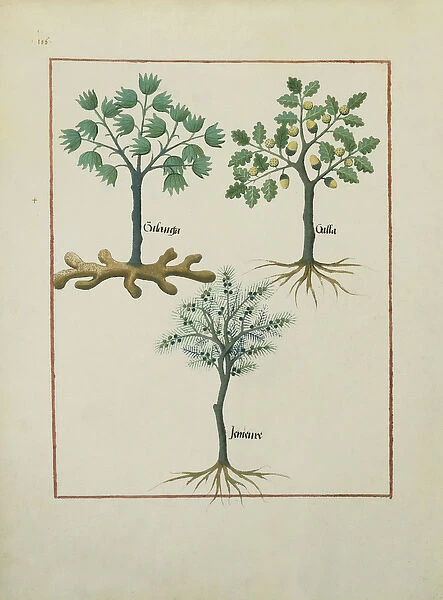 Ms Fr. Fv VI #1 fol. 164v Illustration from the Book of Simple Medicines