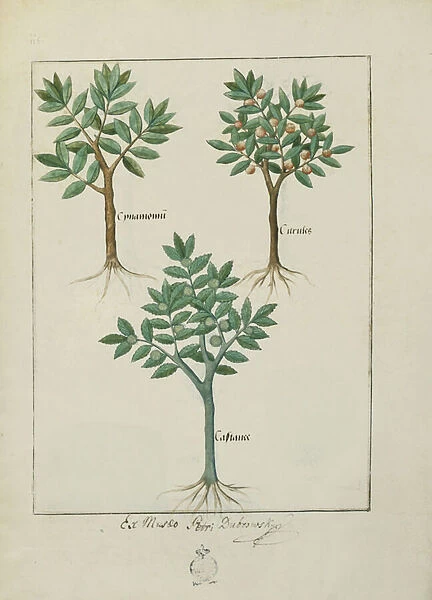 Ms Fr. Fv VI #1 fol. 169v Illustration from the Book of Simple Medicines