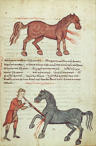 Ms Grec 2244 fol. 4 Operating on a horse (vellum)