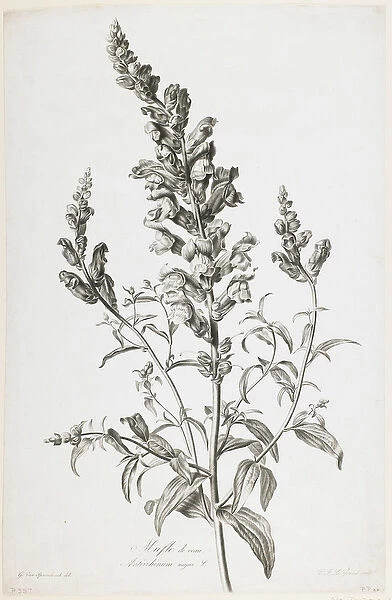 Mufle de veau, from Fleurs Dessinees d apres Nature, c. 1800 (stipple engraving)