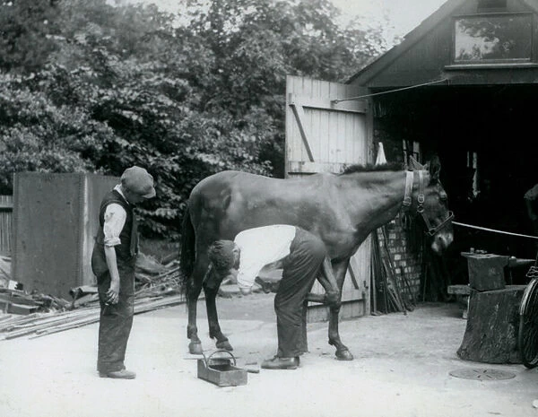 A Mule being shod at London Zoo in 1924 (b  /  w photo)