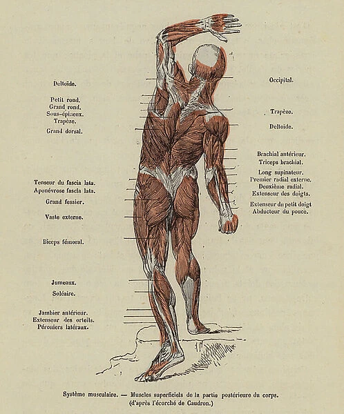 Muscular system of the human body (coloured engraving)