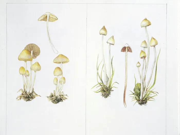 Framed Print : Mushrooms. DGA1260336 Mushrooms; Private Collection; (add.info. Framed Print : Mushrooms. DGA1260336 Mushrooms; Private Collection; (add.info.