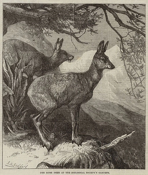 The Musk Deer at the Zoological Societys Gardens (engraving)