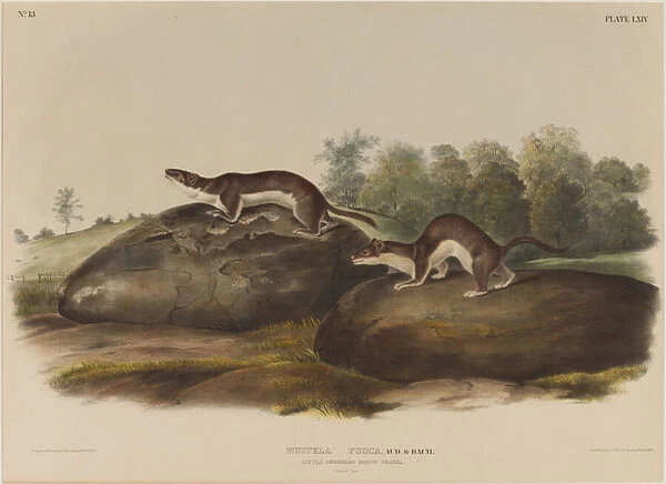 Mustella Fusca (Two American Brown Weasels), 1845 (hand-coloured litho)