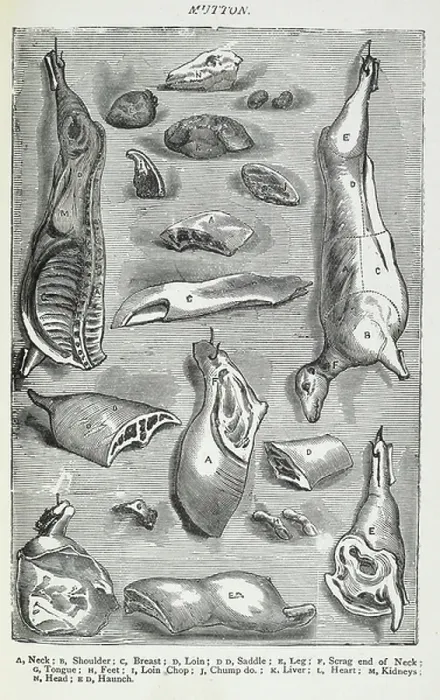 Framed Print : Mutton. Various joints and cuts of mutton