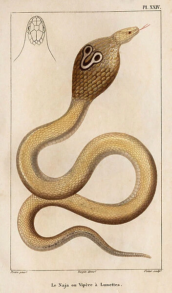 The Naja or viper has glasses. 'Fauna des Mdecins ou histoire des animaux et de leurs produits par Hippolyte Cloquet'- Volume 6 - 1825