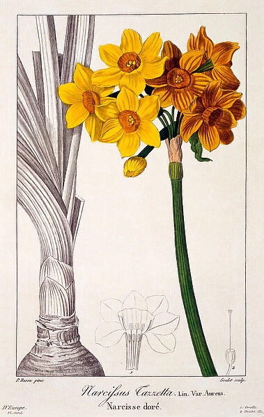 Narcissus tazetta, 1836 (hand-coloured engraving)
