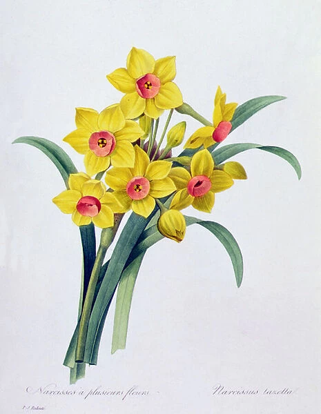 Narcissus Tazetta (coloured engraving)