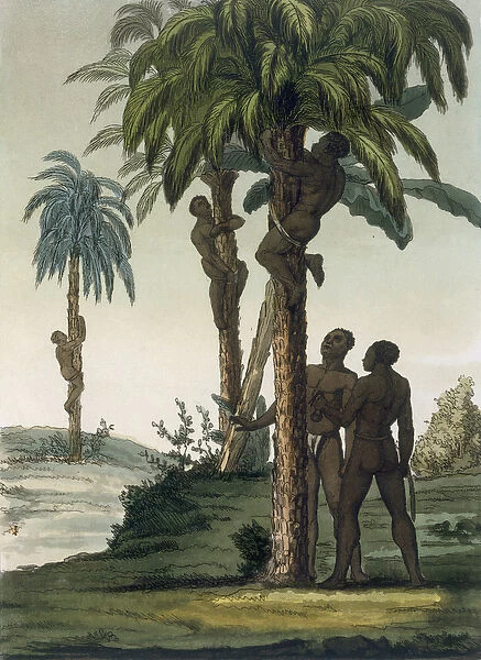 Natives climb palms using sling halters around their hips, 1820s  /  30s (colour litho)