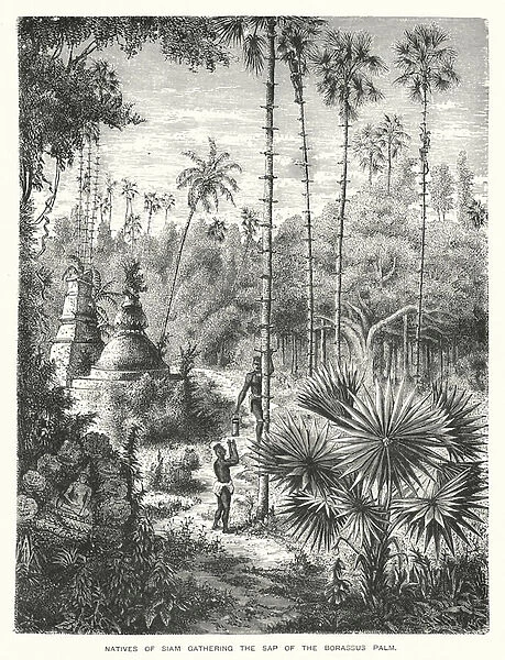 Natives of Siam gathering the sap of the Borassus palm (engraving)
