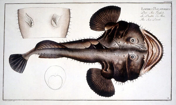 Natural History Plate: The Lotte d after Marc Elieser Bloch Ichtyologie Paris - Berlin - London 1787