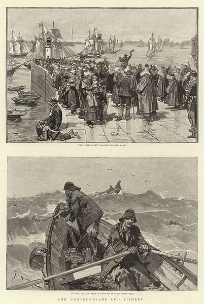 The Newfoundland Cod Fishery (engraving)
