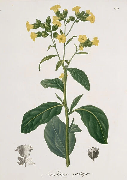 Nicotiana from Phytographie Medicale by Joseph Roques (1772-1850)