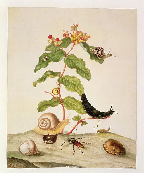 No. 1146c Hypericum Baxiforum with snails and a beetle, 1695 (w  /  c)