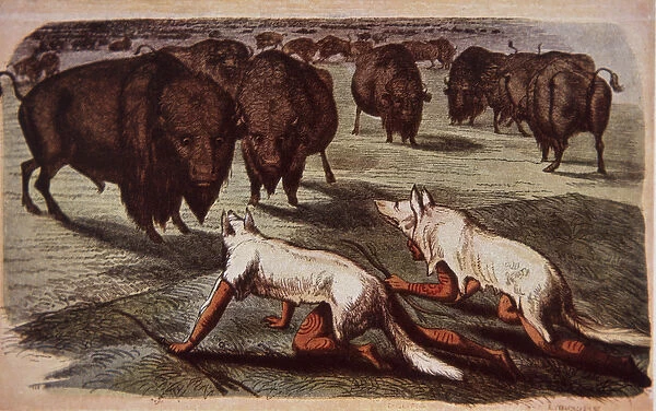 North American Plains Indians creep up on grazing buffalo while wearing wolf skins, c