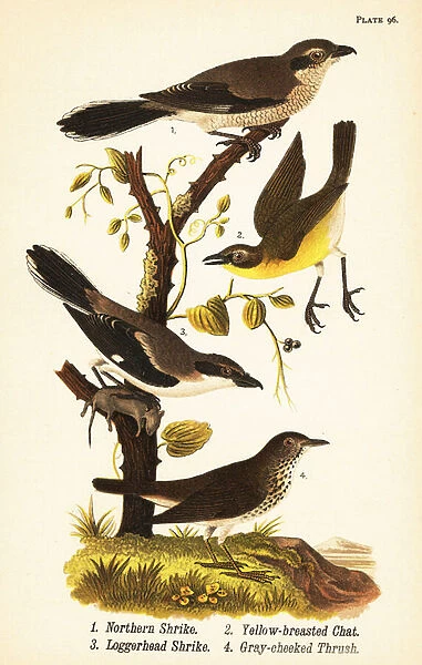 Northern shrike, Lanius borealis 1, yellow-breasted chat, Icteria virens 2, loggerhead shrike, Lanius ludovicianus
