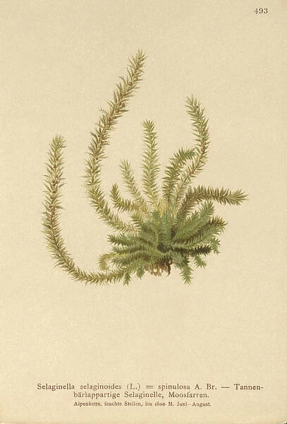 Northern Spikemoss (Selaginella selaginoides, Selaginella spinulosa