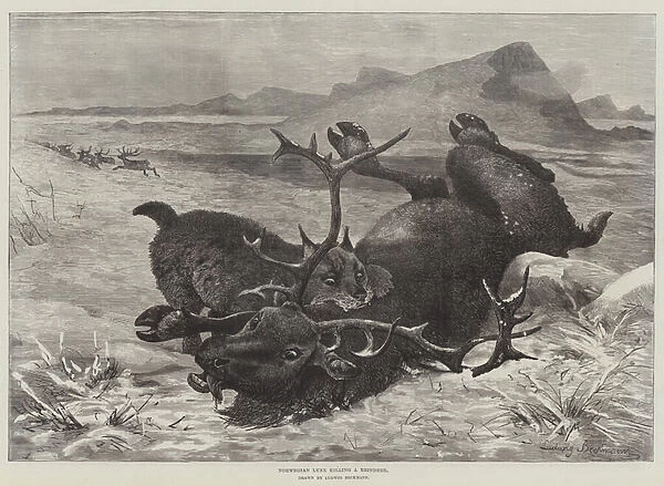 Norwegian Lynx killing a Reindeer (engraving)