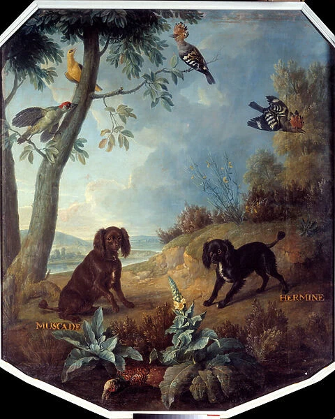Nutmeg and Hermine, the dogs of Louis XIV (1638-1715). Painting by Francois Desportes