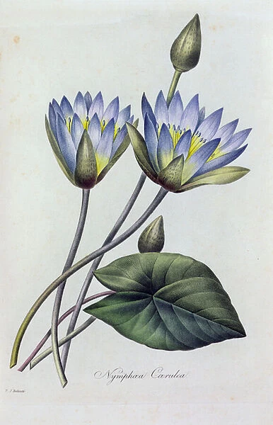 Nymphea Caerulea (coloured engraving)