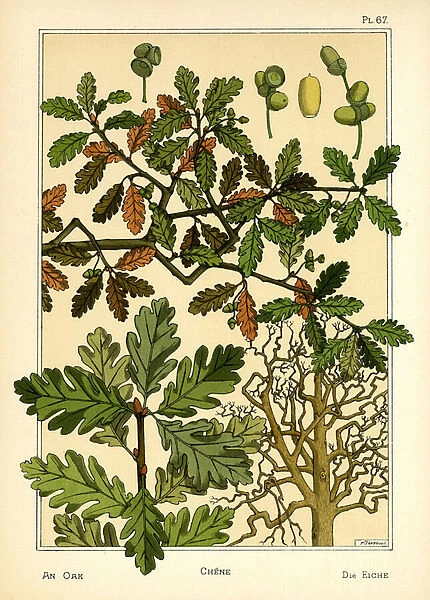 The Oak (colour litho)