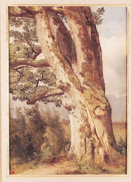 The Oak (oil on canvas)