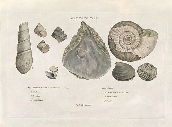 Oak Tree Clay Fossils, illustration from Strata Identified by Organised Fossils