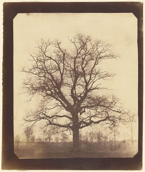 Oak Tree in Winter, 1842-43 (salt print)