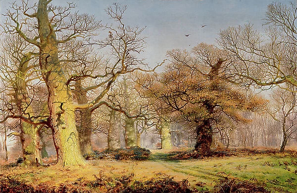 Oak Trees in Sherwood Forest, 1877 (oil on canvas)