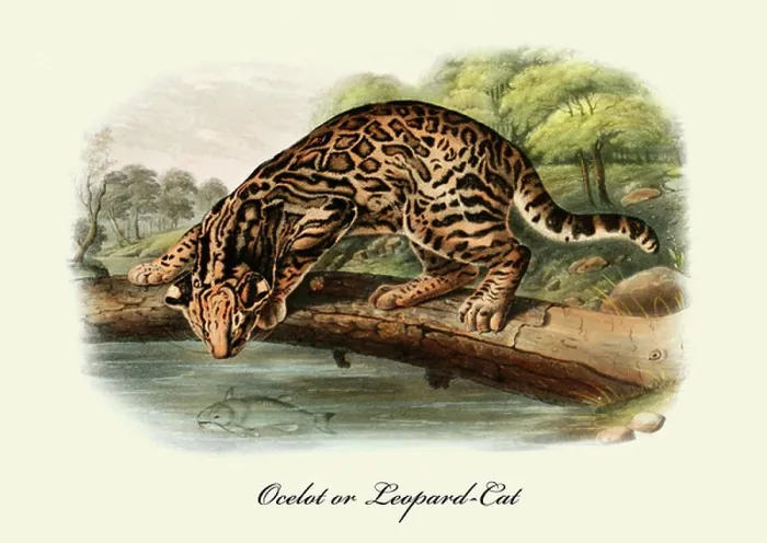 Framed Print : Ocelot or Leopard-Cat