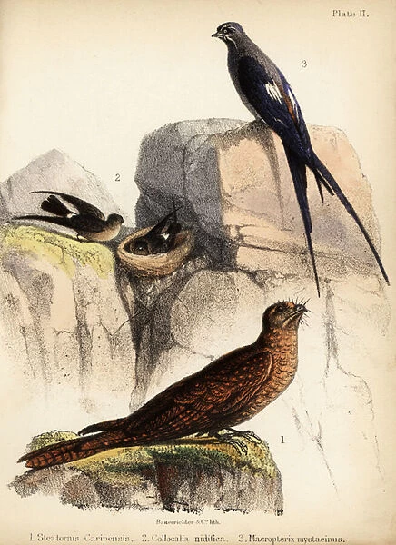 Oilbird, swiftlets and mustached treeswift. 1855 (lithograph)