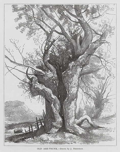 Old Ash-trunk (litho)