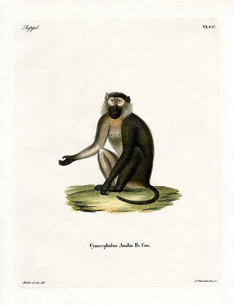 Olive Baboon (coloured engraving)