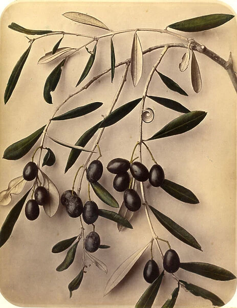 Olives, 1870s (albumen print)