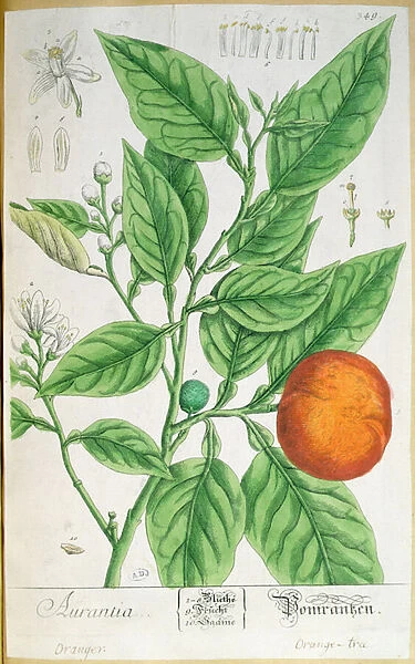 Orange branch with fruit, from A Curious Herbal, published in Nuremburg in 1757 (coloured engraving)