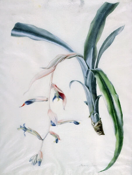 Orchid, 18th century