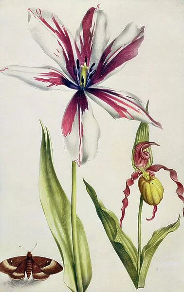 Orchid, Tulip and Butterfly, c. 1675 (gouache on vellum)