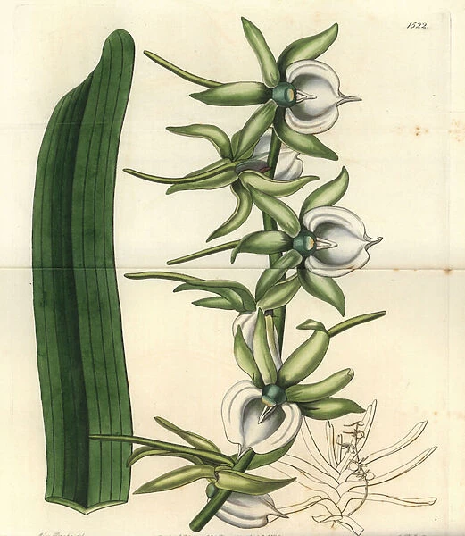 Orchid variete of the Indian Ocean Islands - Ivory angraecum orchid, Angraecum eburneum. Handcoloured copperplate engraving by S. Watts after an illustration by Miss Sarah Drake from Sydenham Edwards Botanical Register, Ridgeway, London, 1832