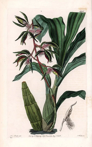 Orchid: variety of catasetum, called bearded - Plate engraved by S. Watts, from an illustration by Sarah Anne Drake (1803-1857), from the Botanical Register of Sydenham Edwards (1768-1819), England, 1835 - Bearded flywort or bearded catasetum orchid