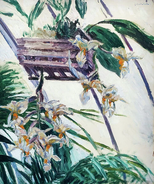Orchids, c. 1893 (oil on canvas)