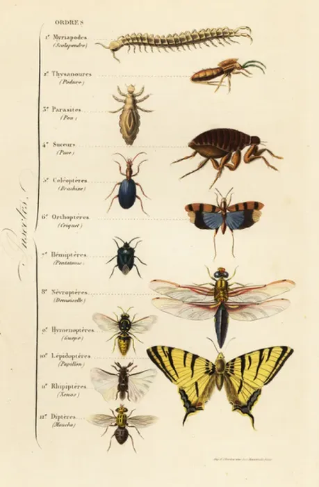 Framed Print : Orders of Insects Framed Print : Orders of Insects
