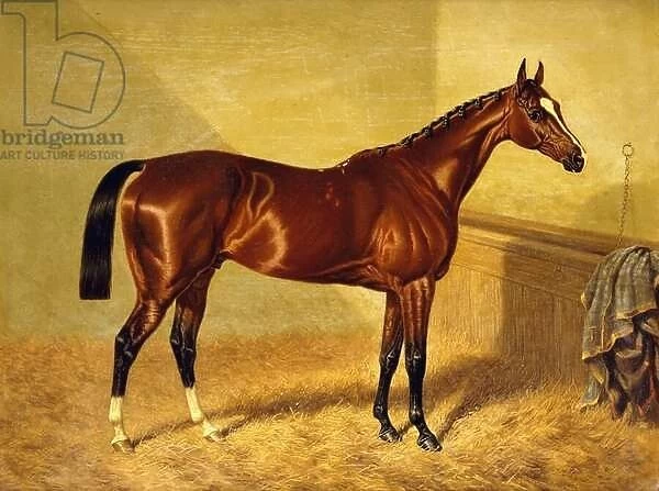 Orlando, a Bay Racehorse in a Loosebox, 1845 (oil on panel)